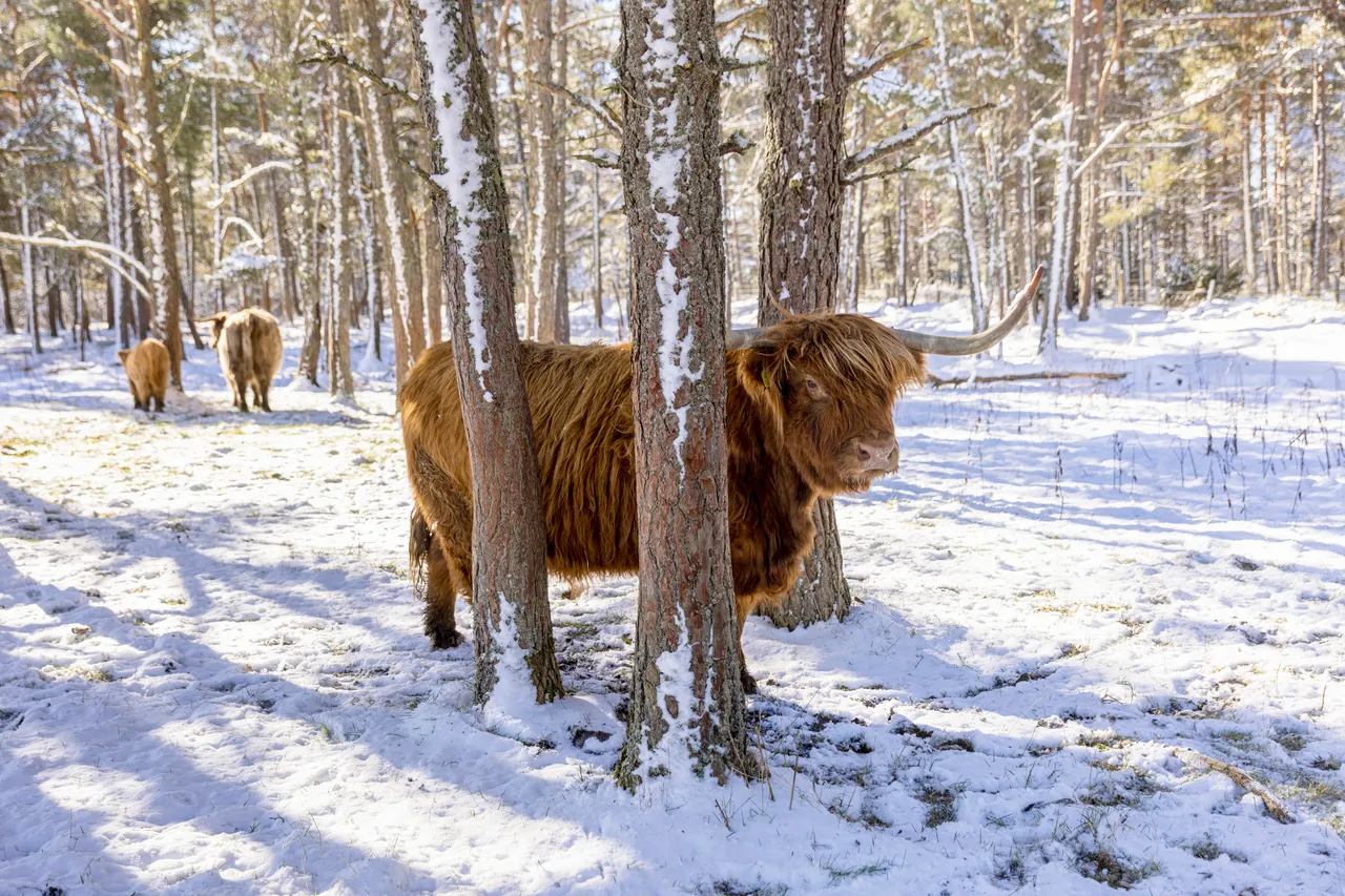 Hairy Coo Safari