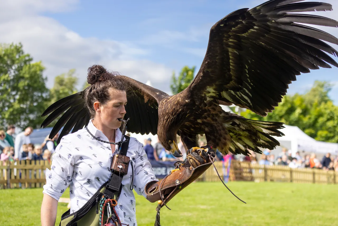 Bird of prey demonstration at The Royal Highland Show