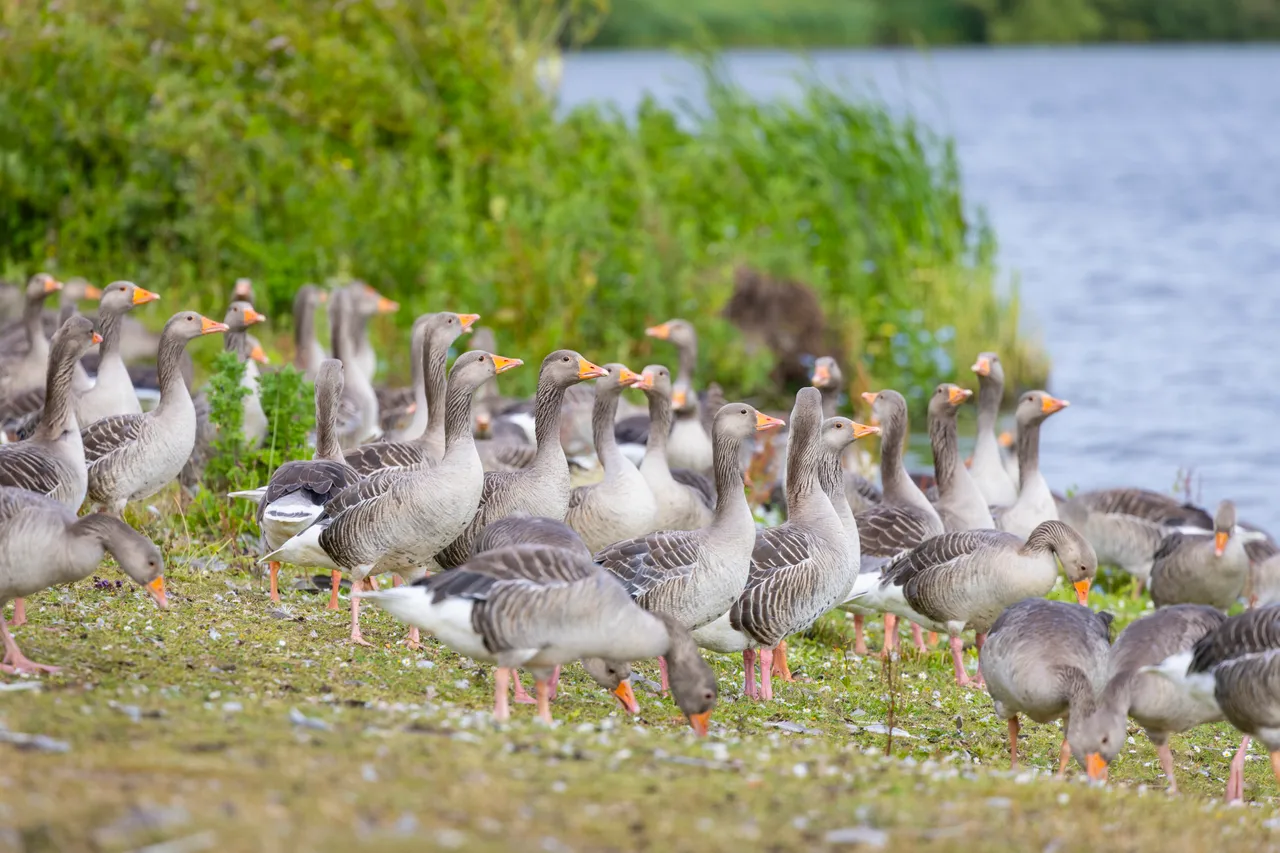 Greylag Geese at Strathclyde Country Park