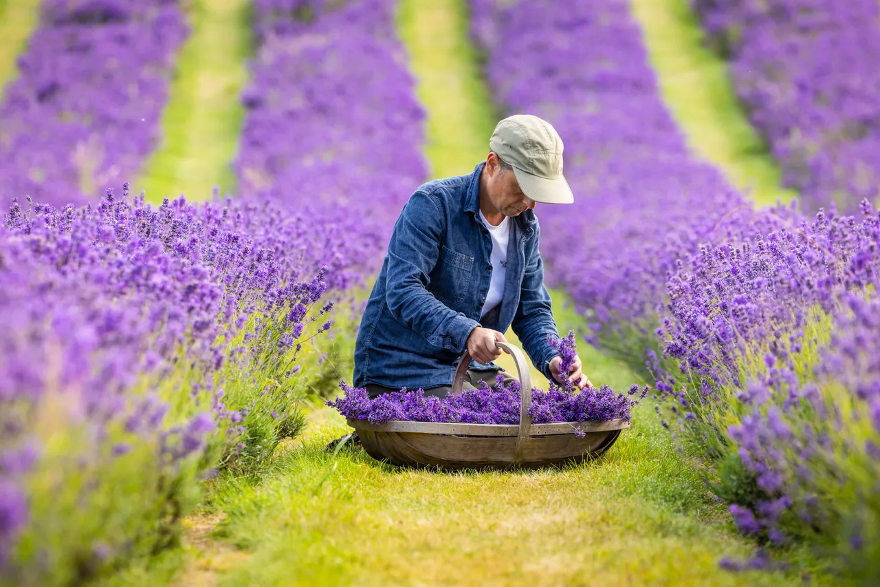 Scottish Lavender Oils