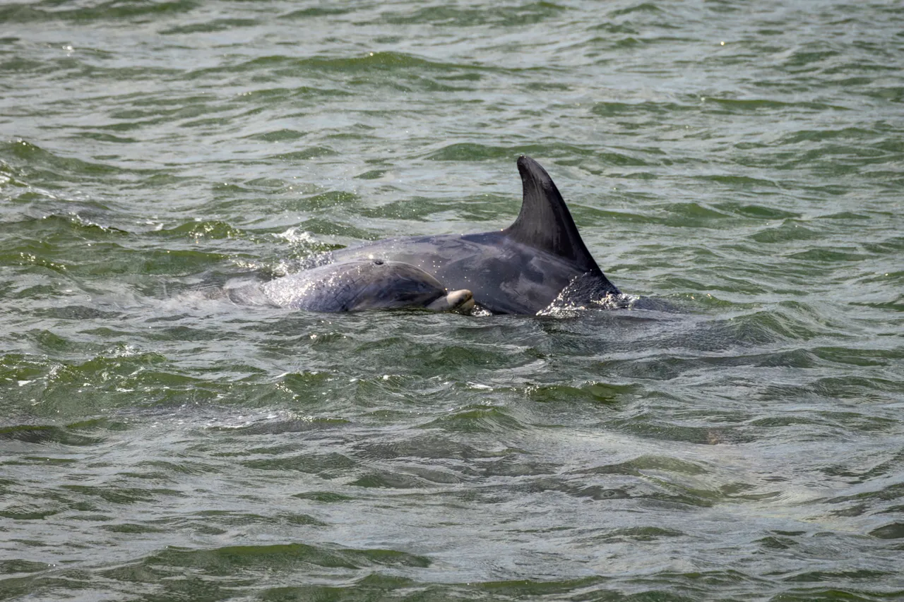 Bottlenose dolphins in the Firth of Forth