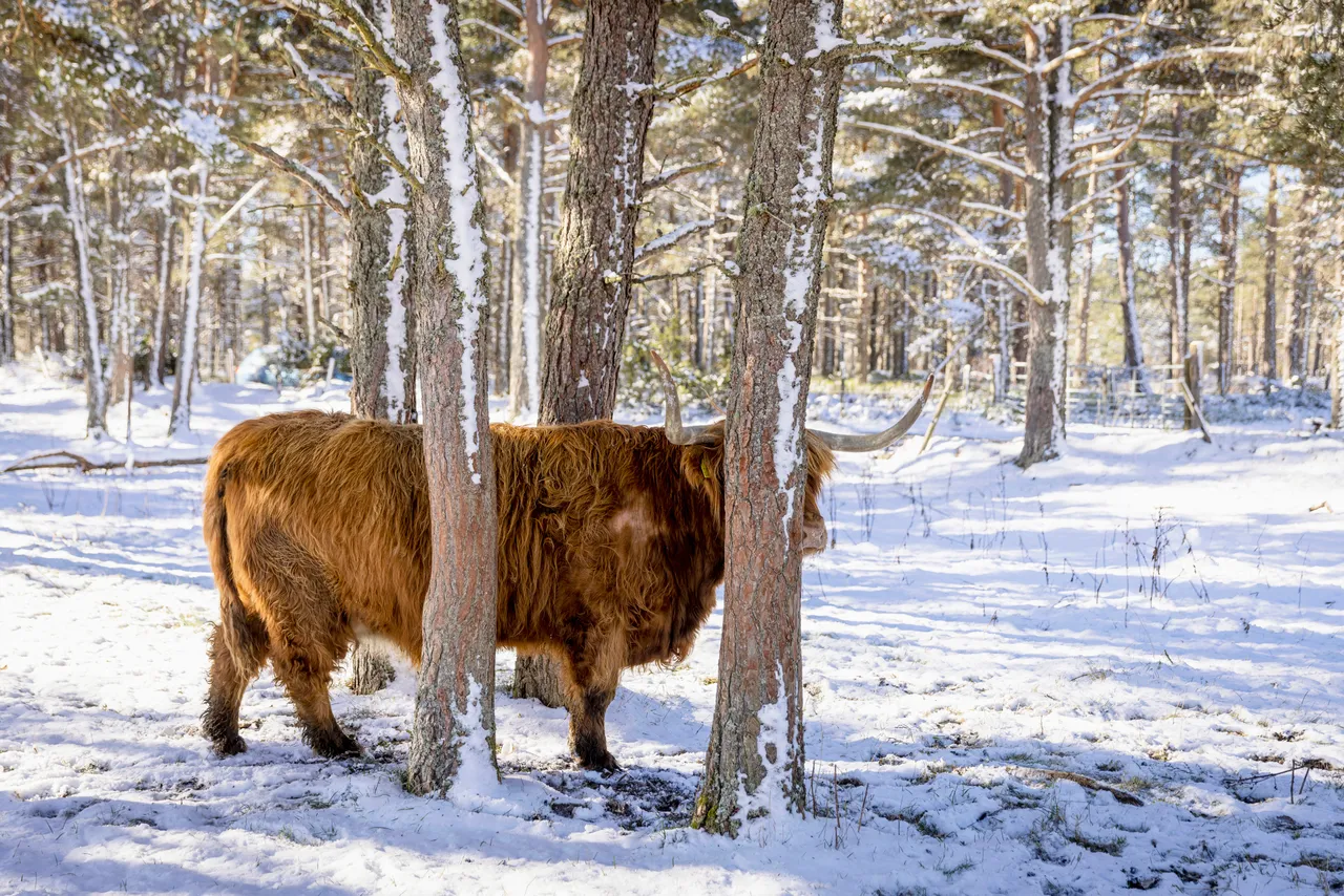 Hairy Coo Safari