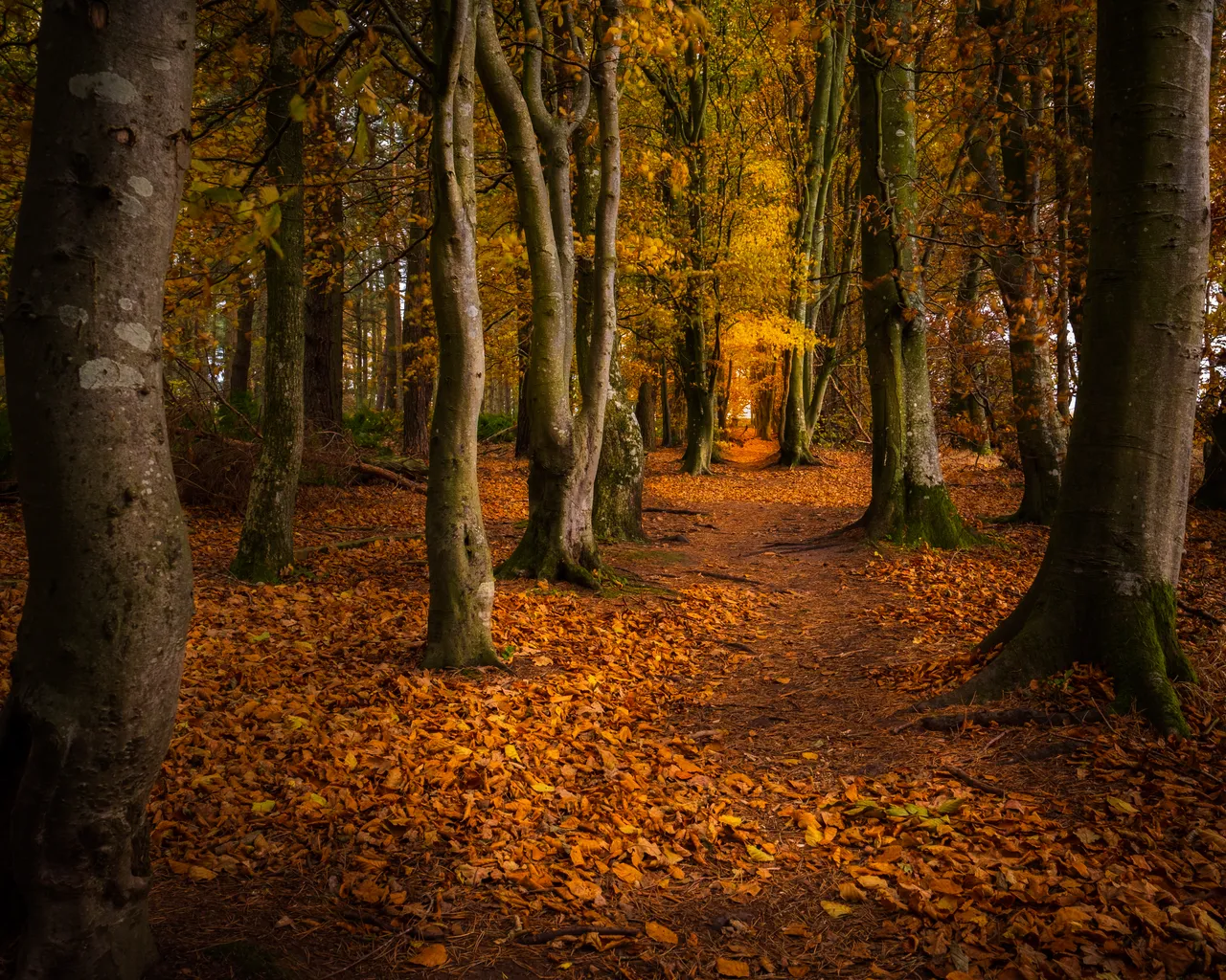Bowmont Forest