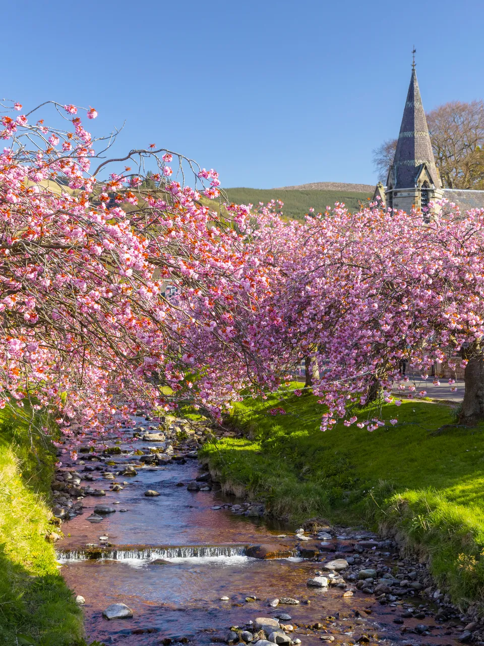 Cherry Blossoms