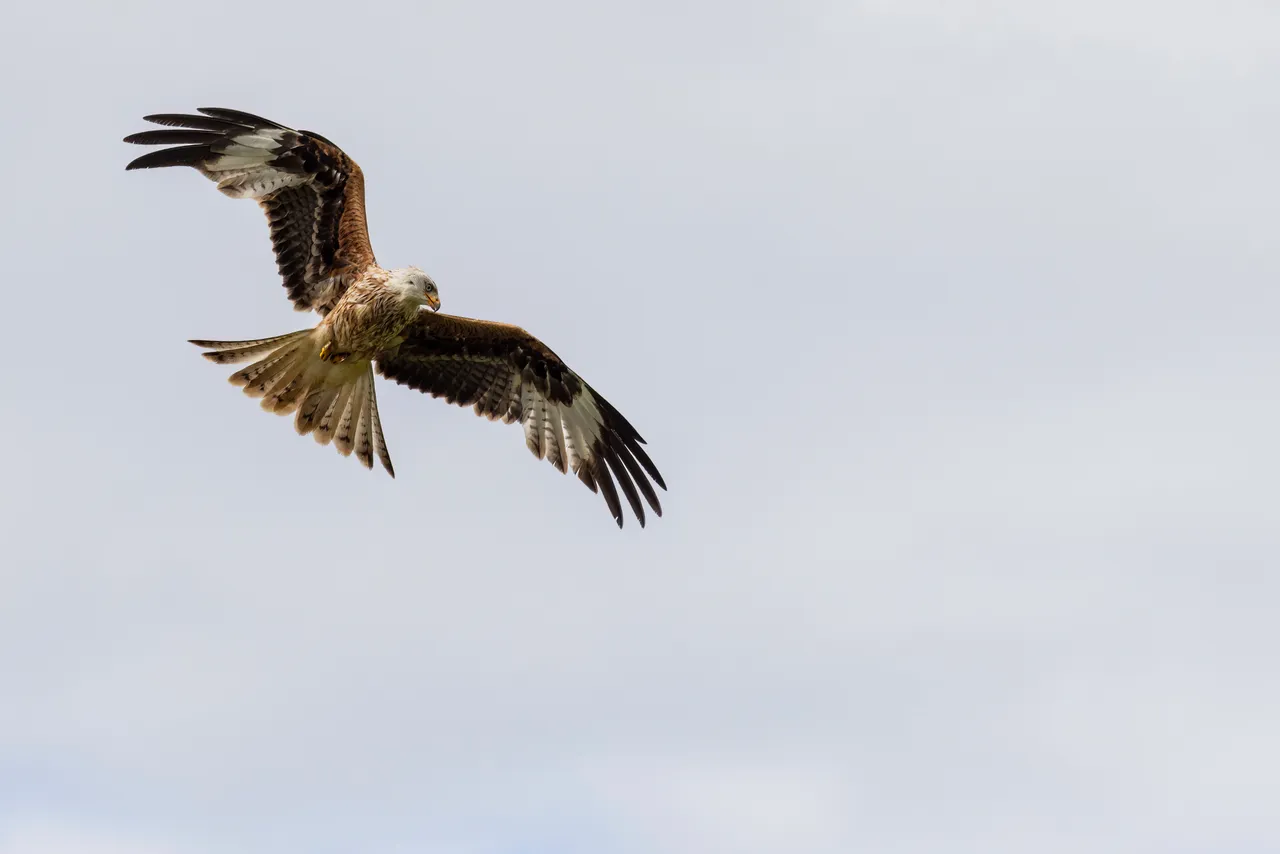Red Kite in flight at The Royal Highland Show