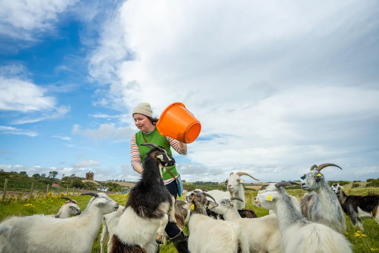 Lunan Bay Farm – Scottish Cashmere Goats