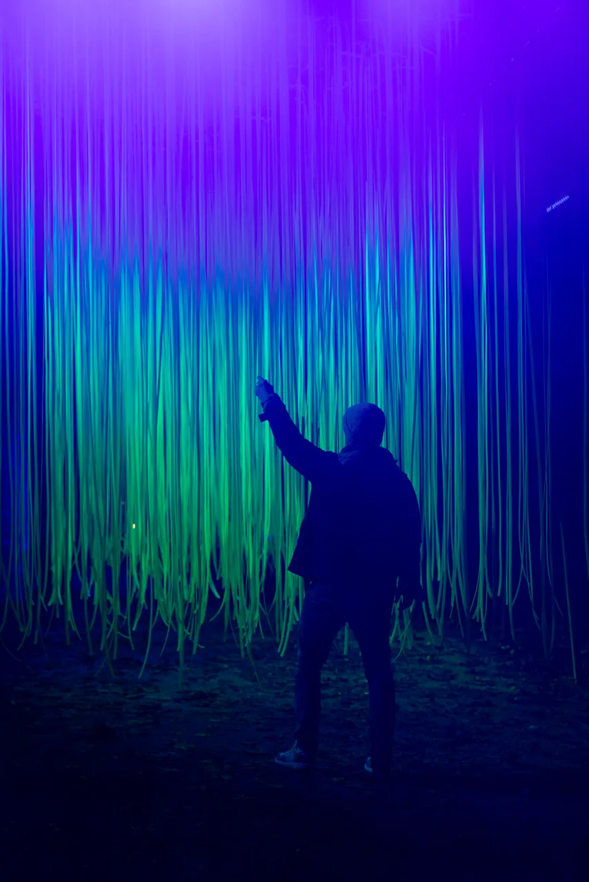 The Enchanted Forest