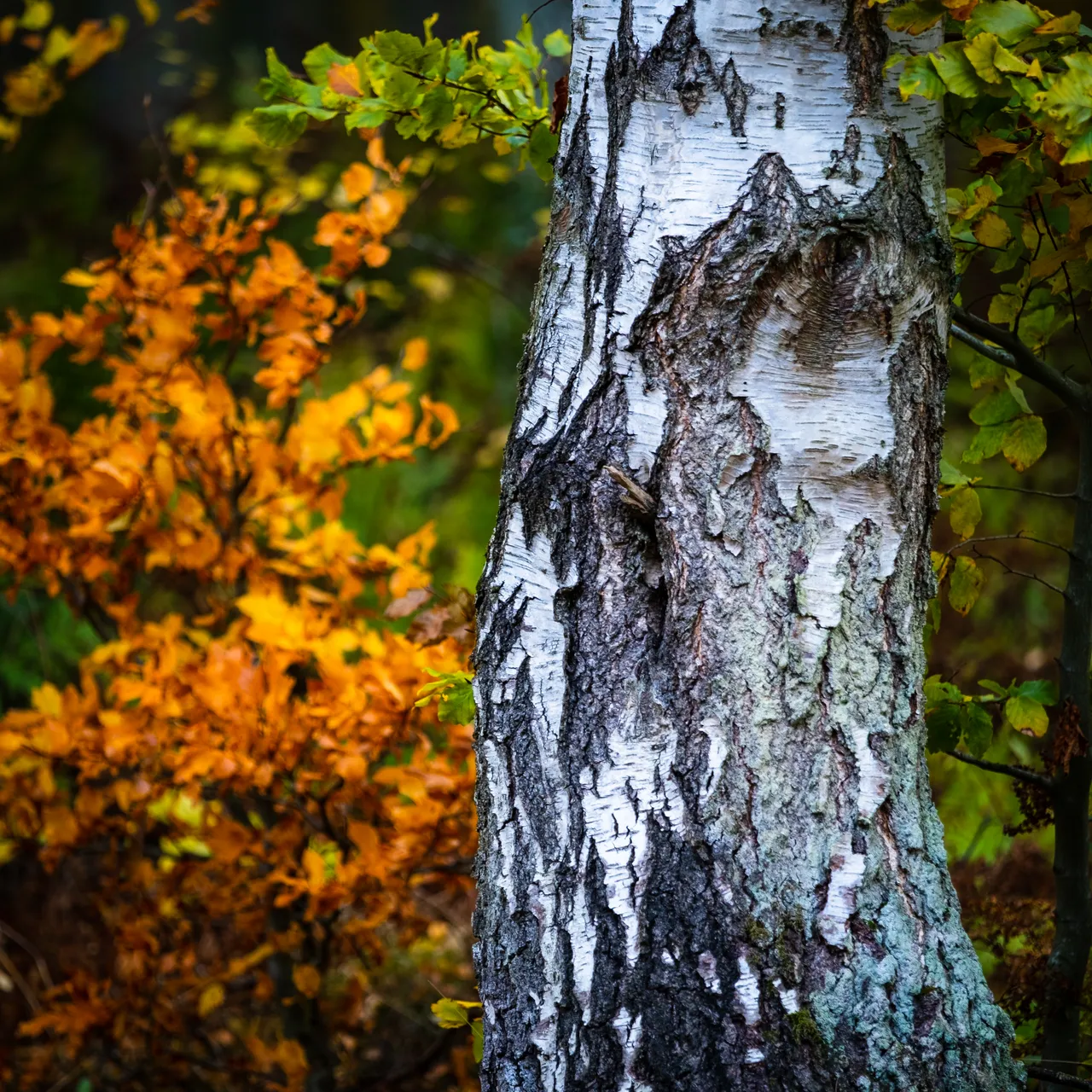 Bowmont Forest