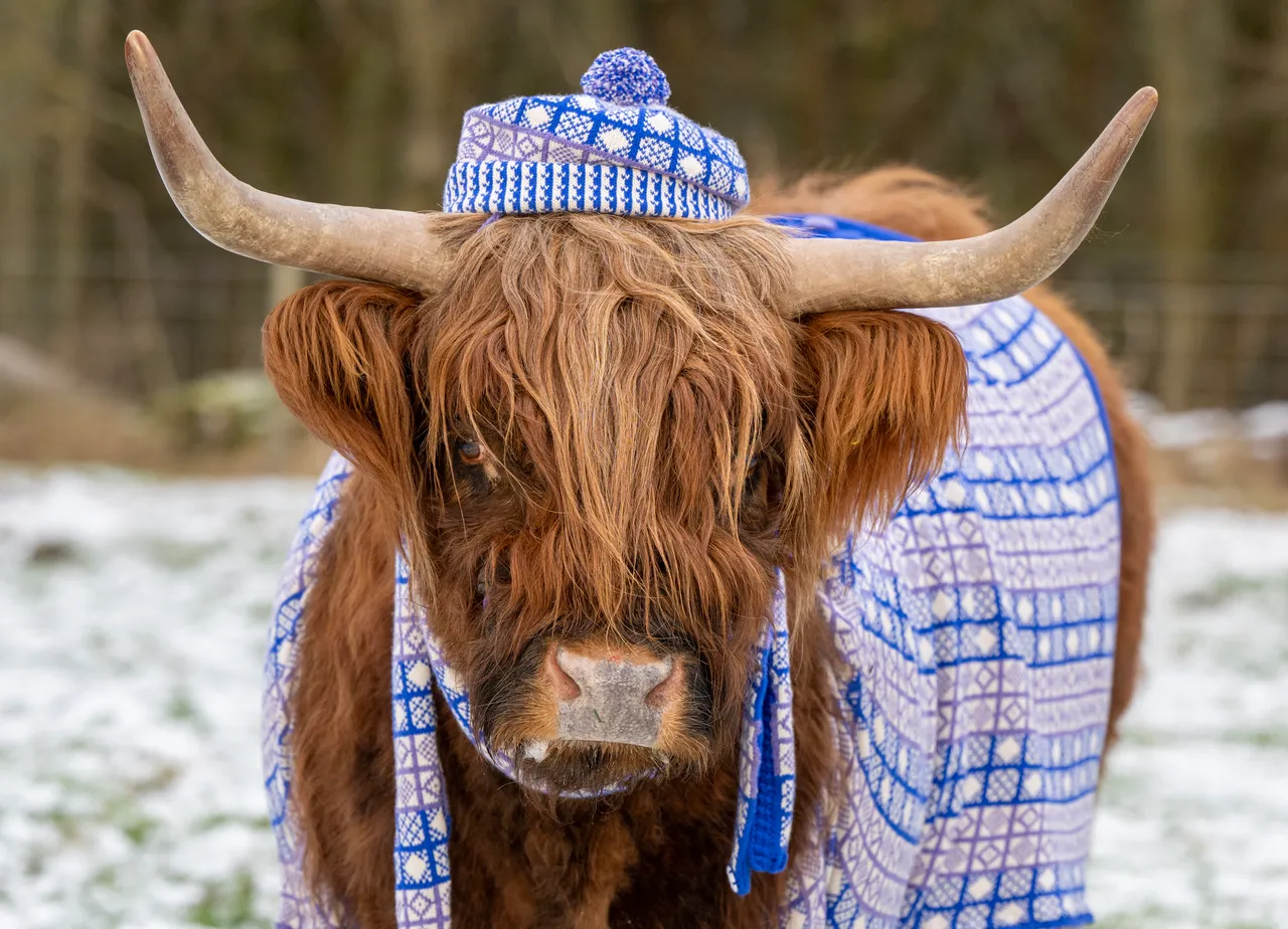 Coos in Cardis