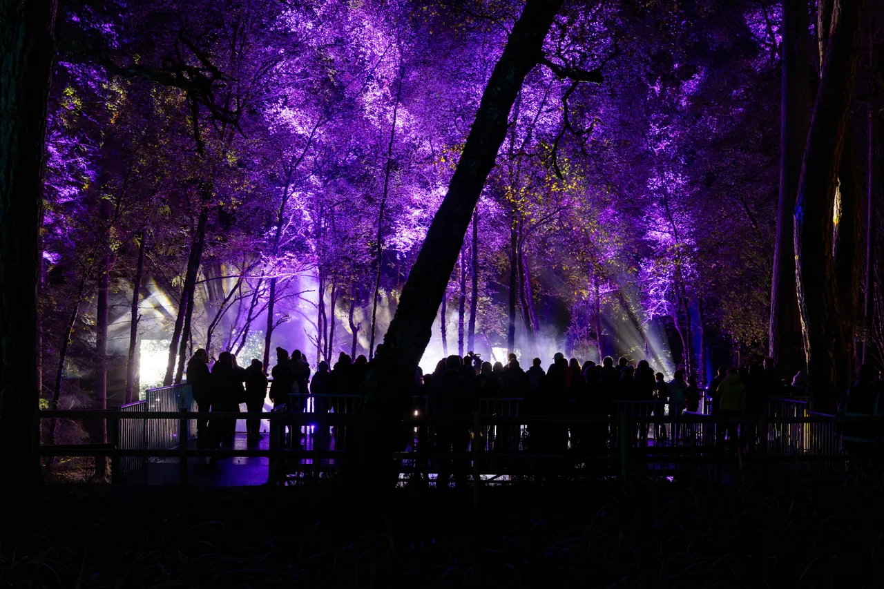 The Enchanted Forest