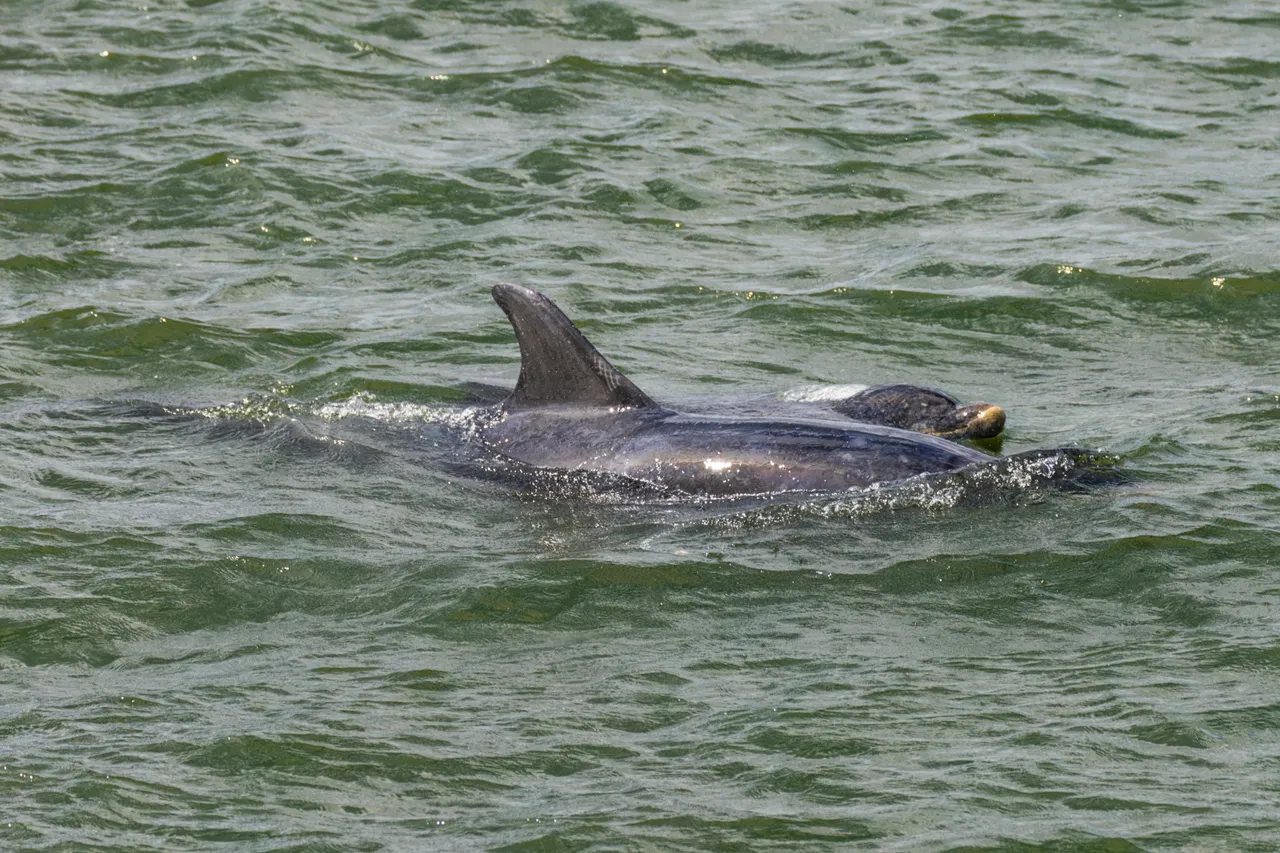 Bottlenose dolphins in the Firth of Forth