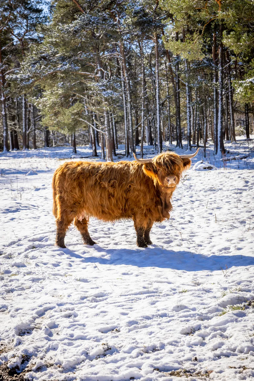 Hairy Coo Safari