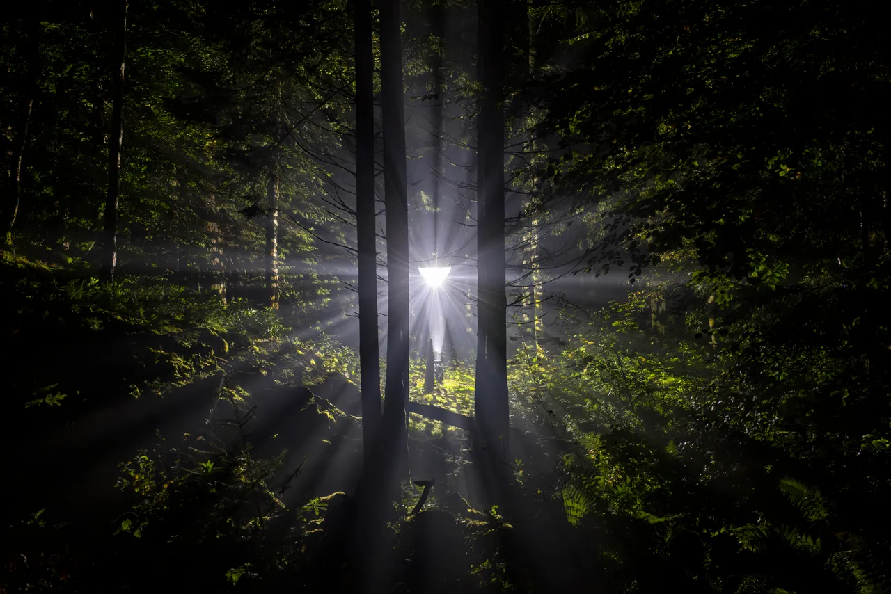 The Enchanted Forest