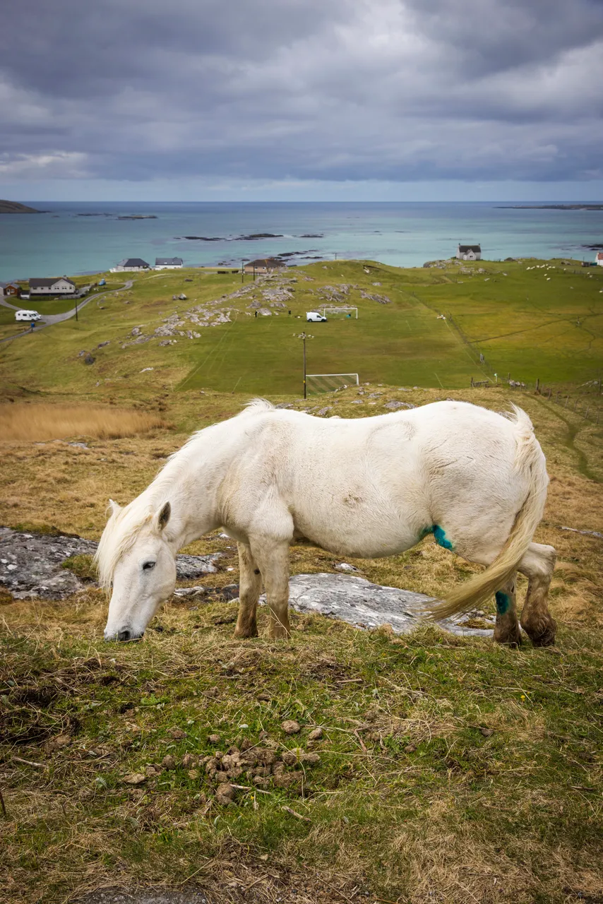 Eriskay Pony