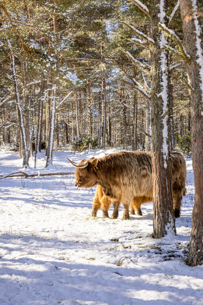 Hairy Coo Safari