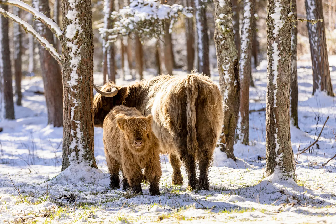 Hairy Coo Safari