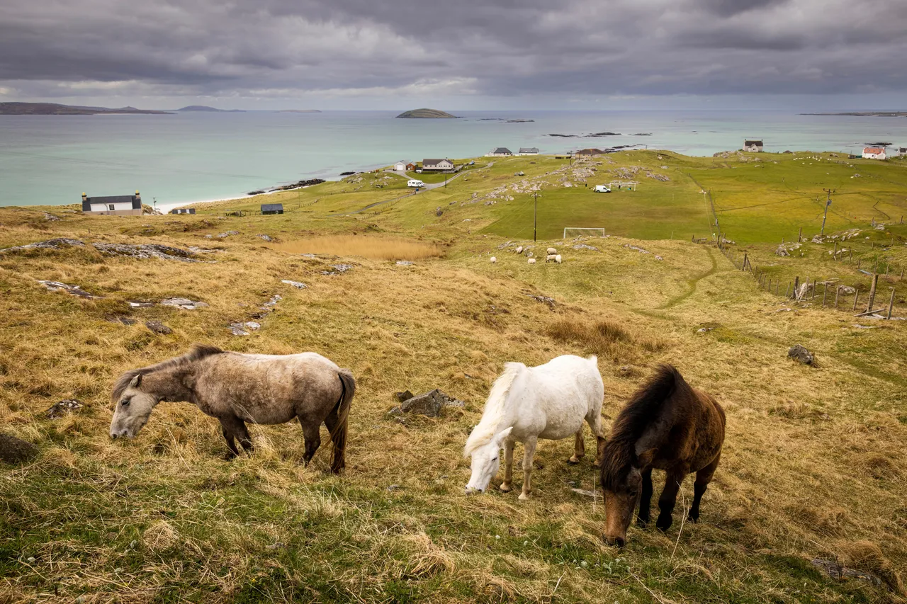 Eriskay Pony