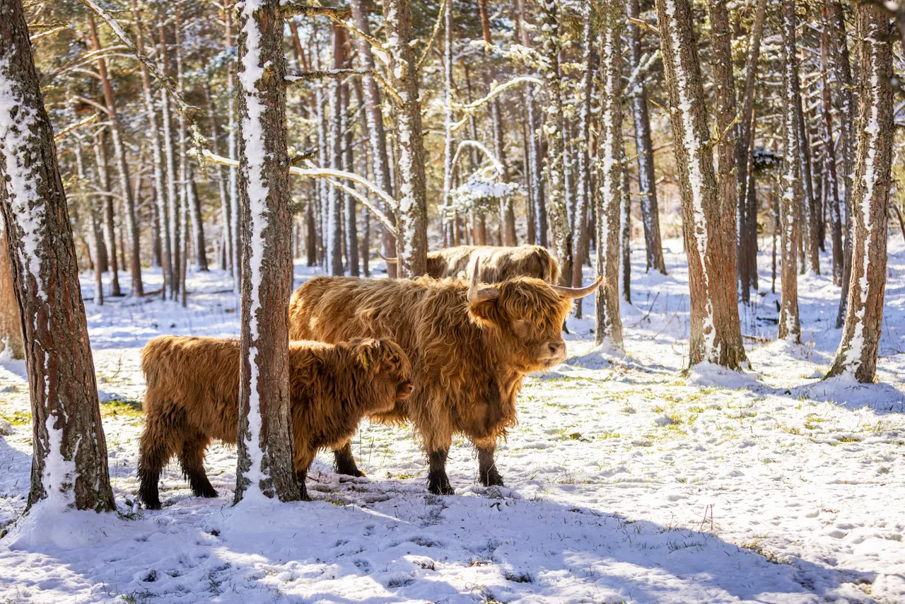 Hairy Coo Safari