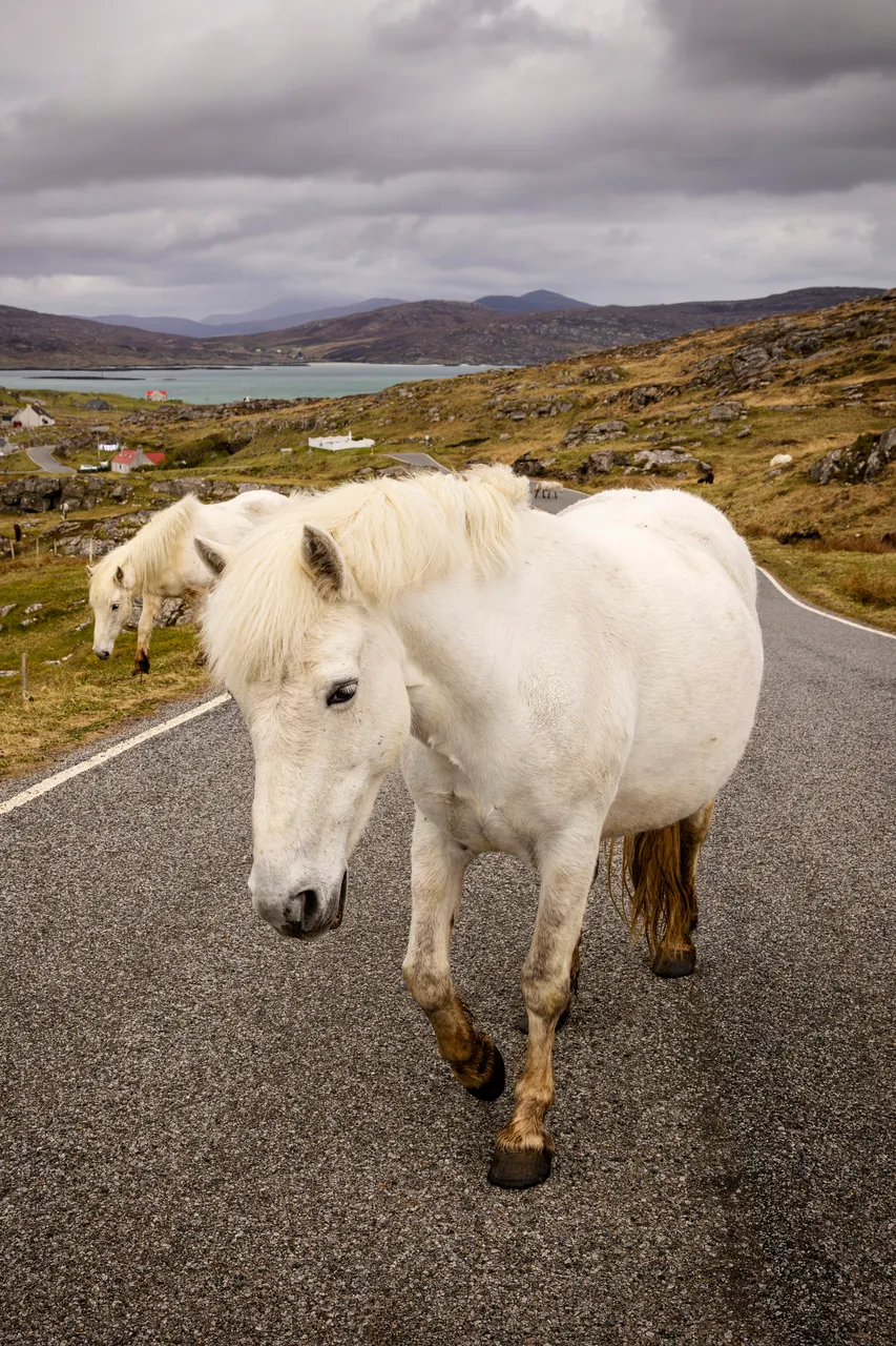 Eriskay Pony