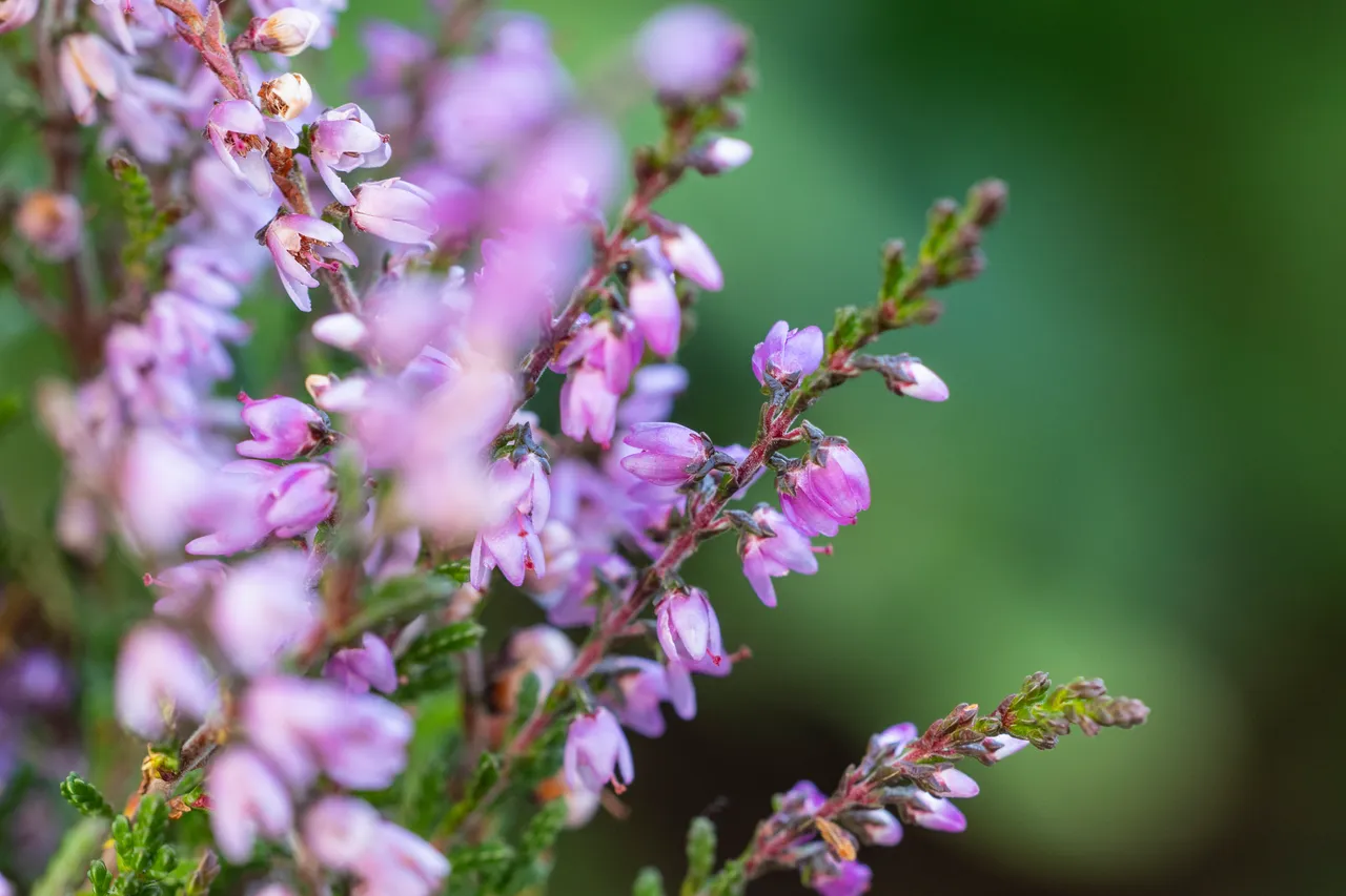 Heather in the Pentland Hills Regional Park