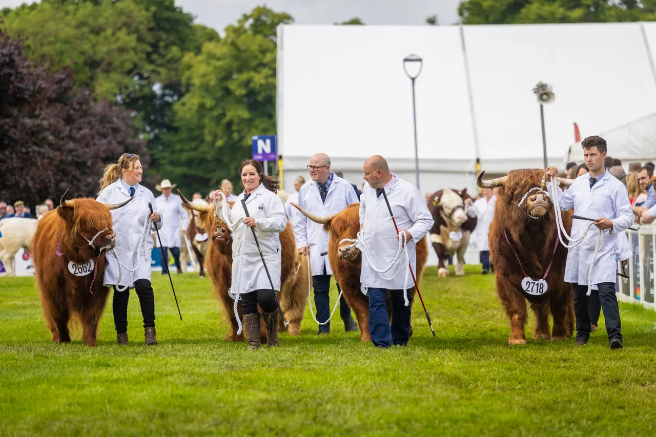 Highland cows at The Royal Highland Show