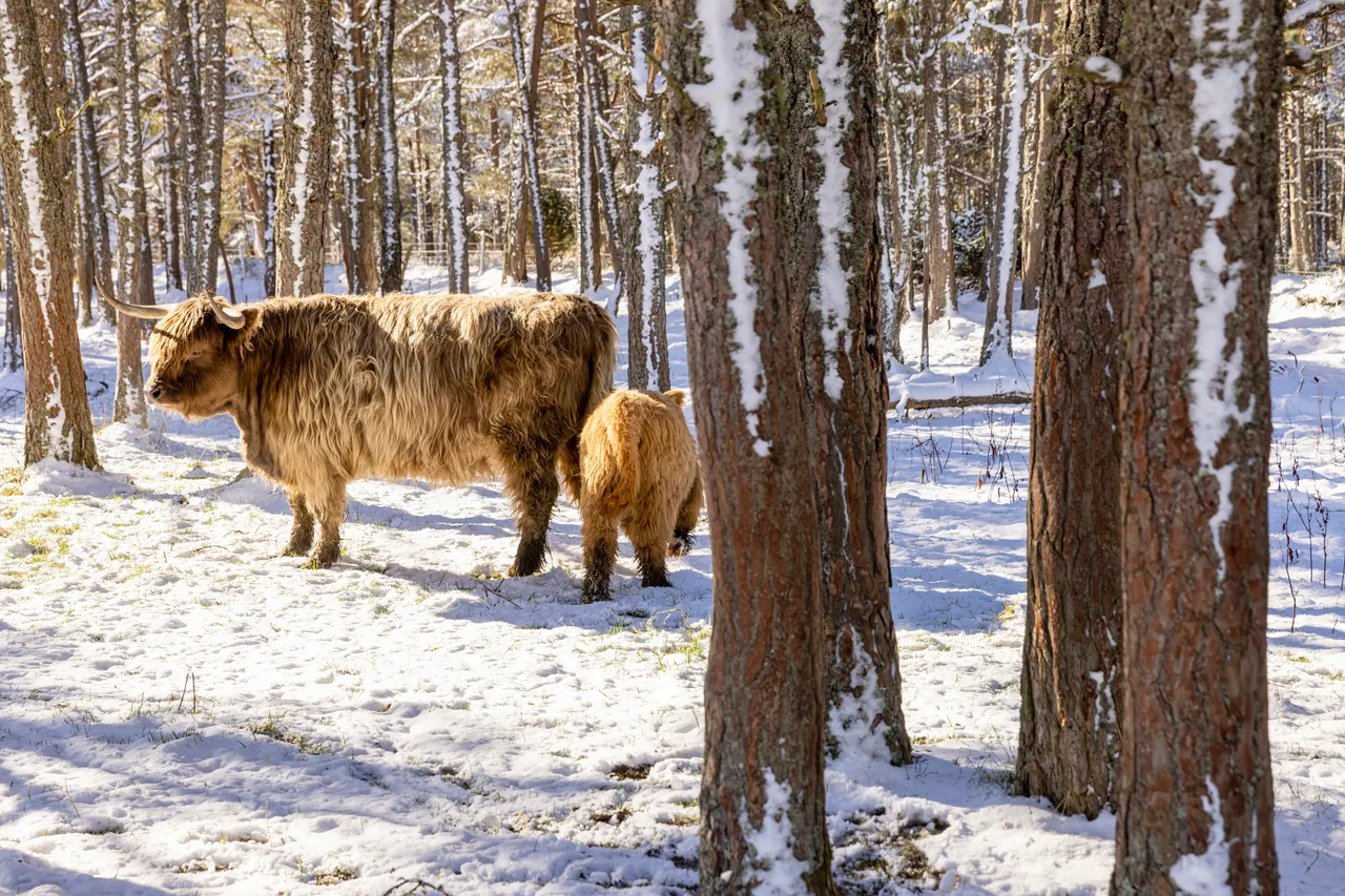 Hairy Coo Safari