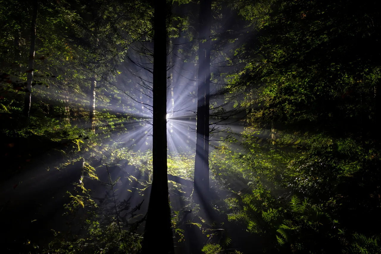 The Enchanted Forest