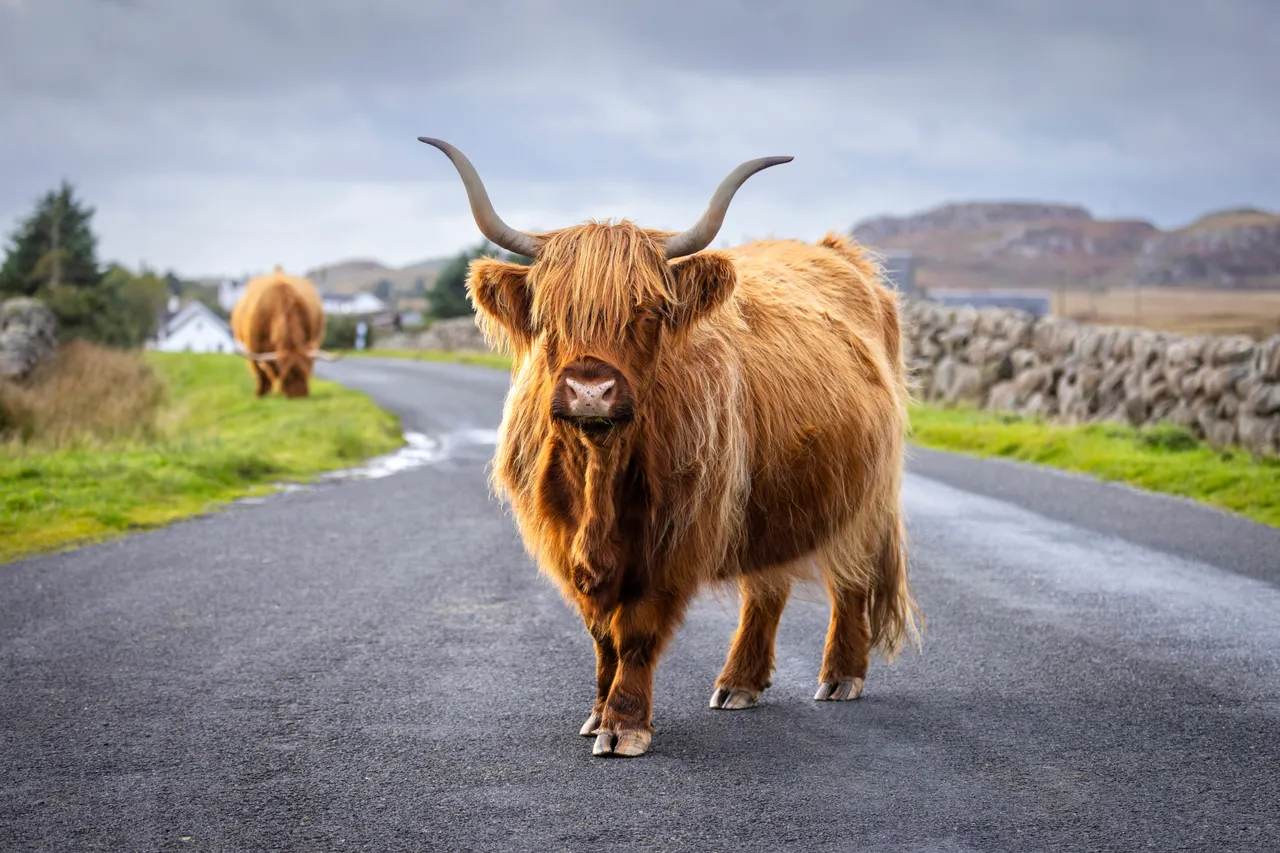 Highland cattle