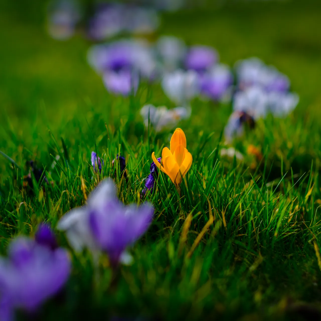 Crocus