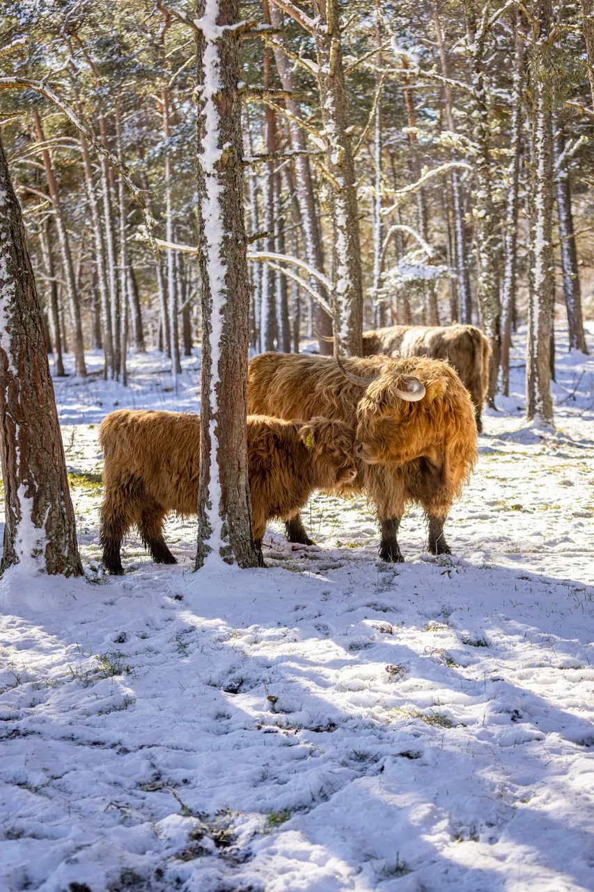 Hairy Coo Safari