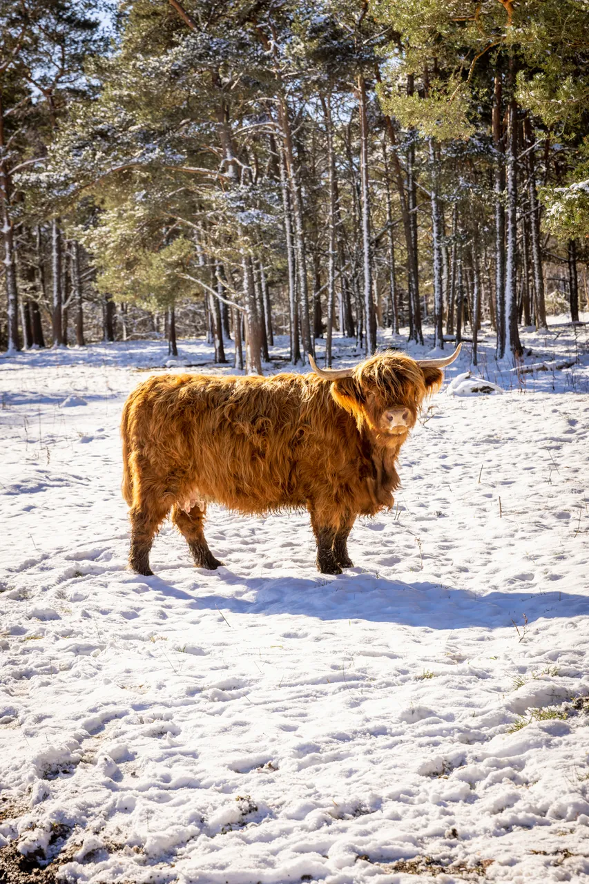 Hairy Coo Safari