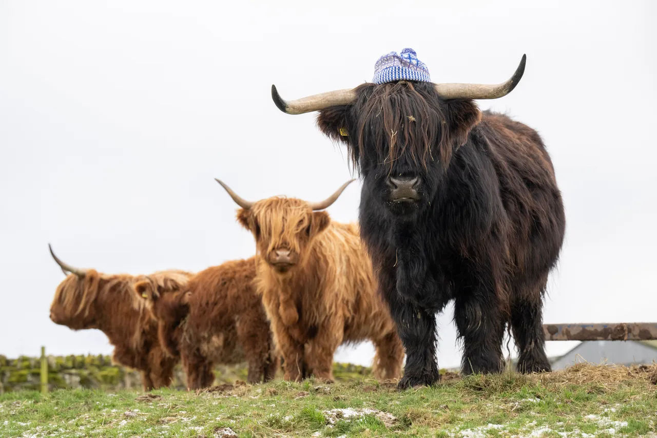 Coos in Cardis