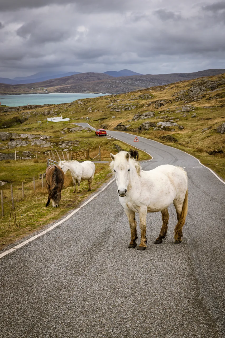Eriskay Pony