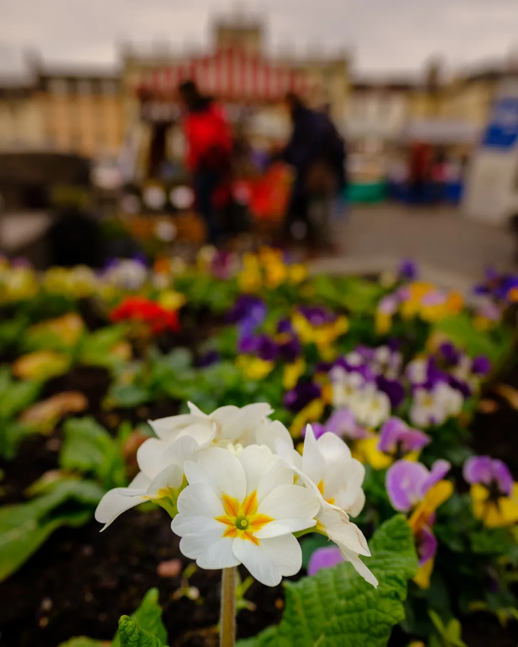 Kelso Farmers Market (KFM)