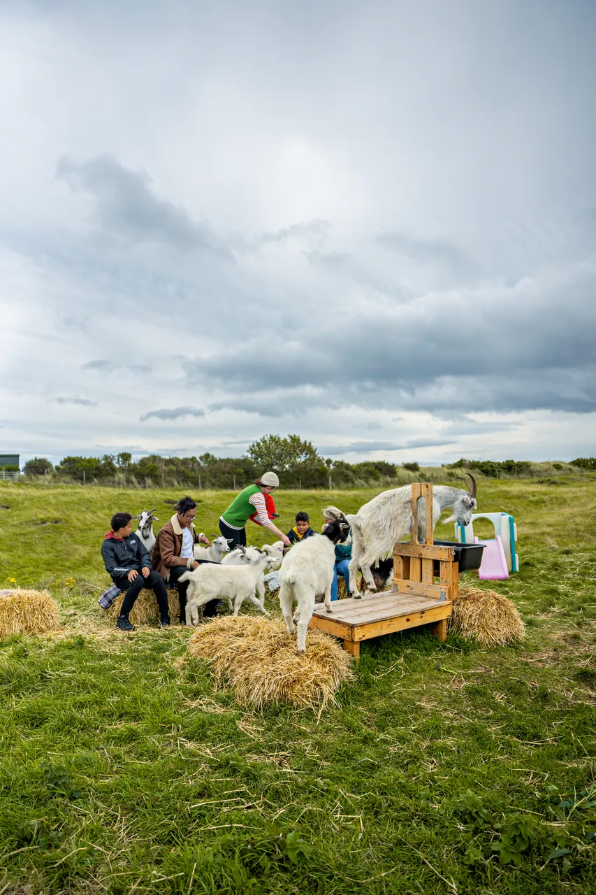 Lunan Bay Farm – Scottish Cashmere Goats