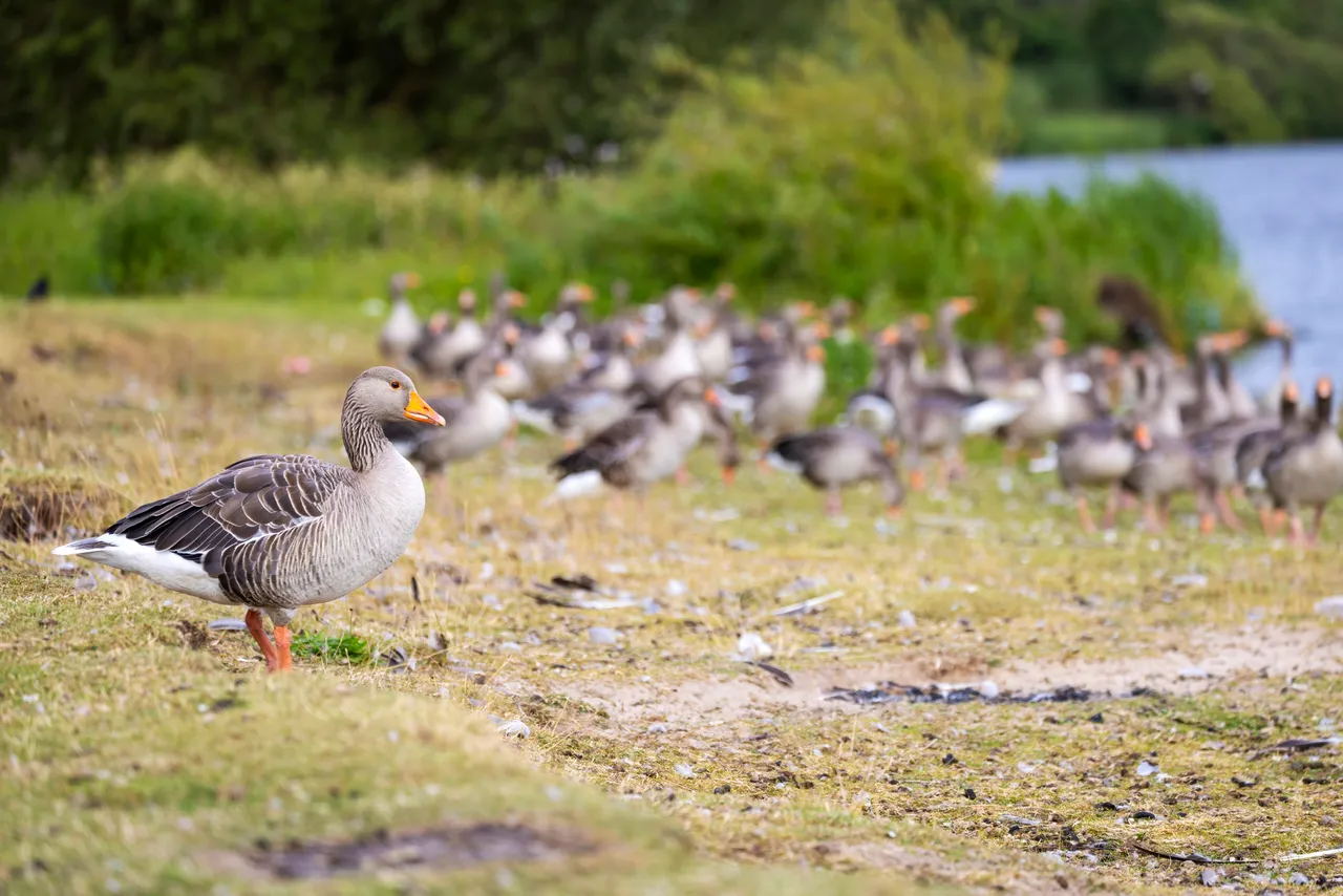 Greylag Geese at Strathclyde Country Park