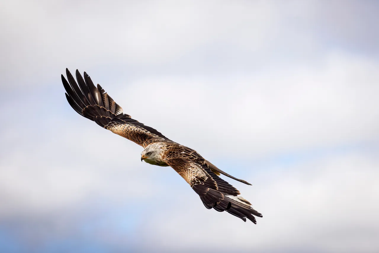 Red Kite in flight at The Royal Highland Show