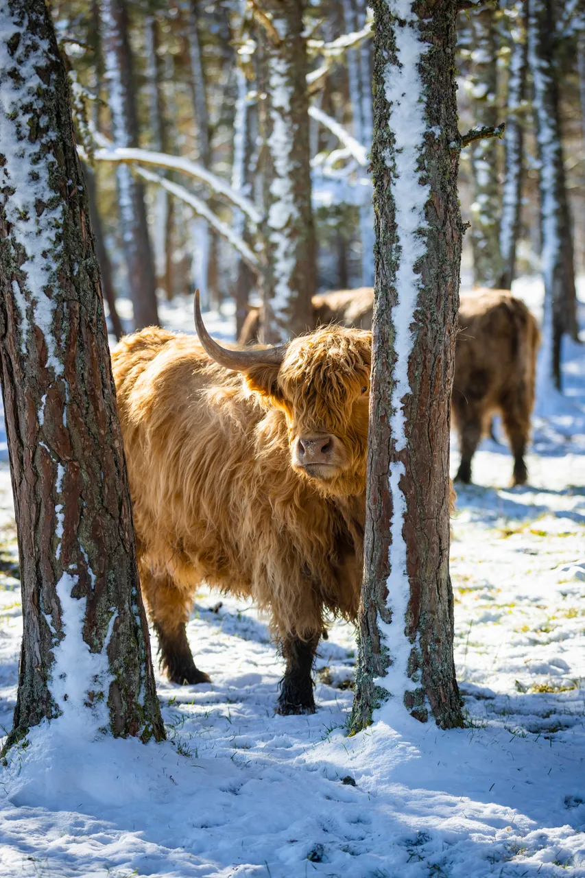 Hairy Coo Safari