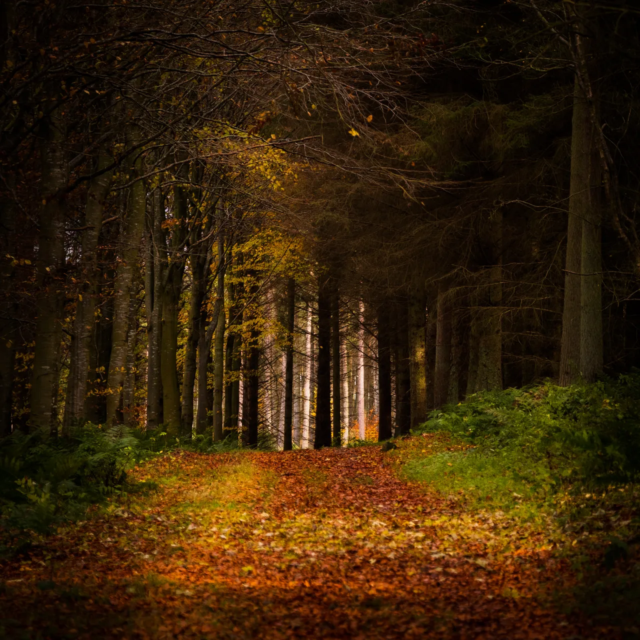 Bowmont Forest