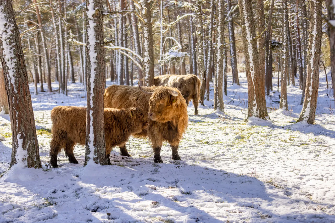 Hairy Coo Safari