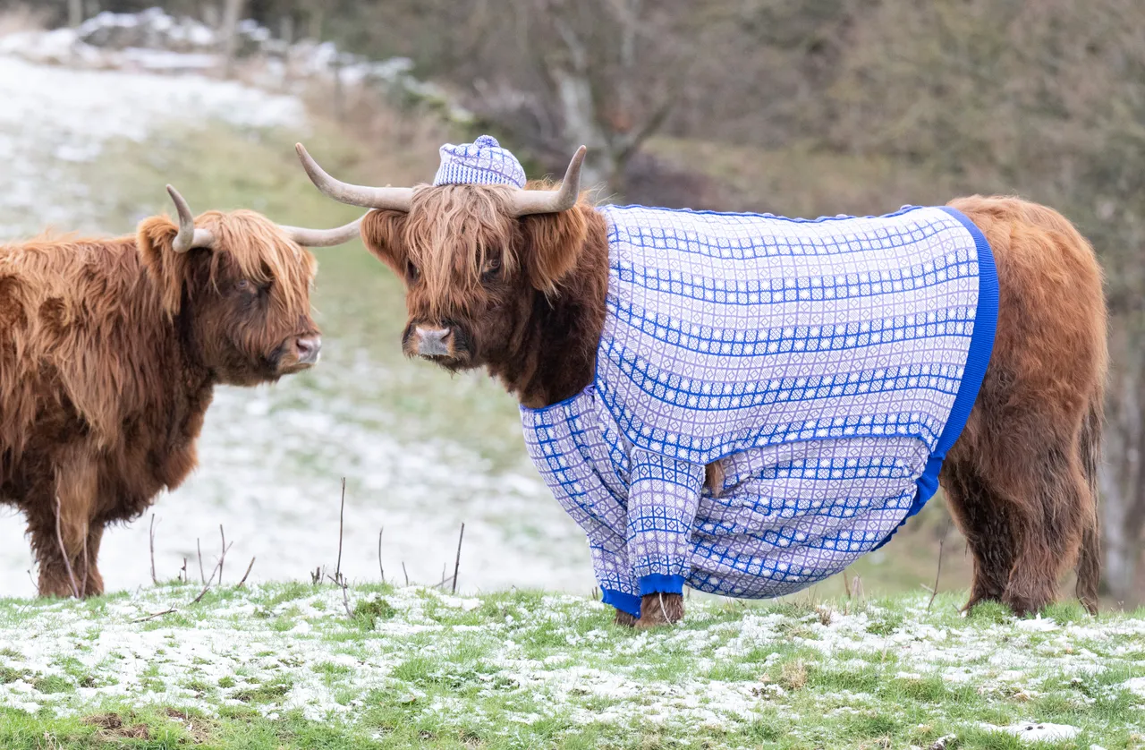 Coos in Cardis