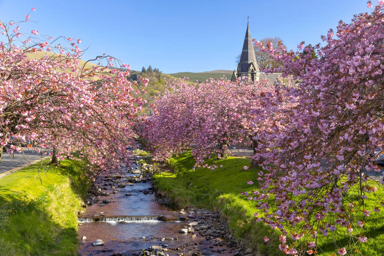 Cherry Blossoms