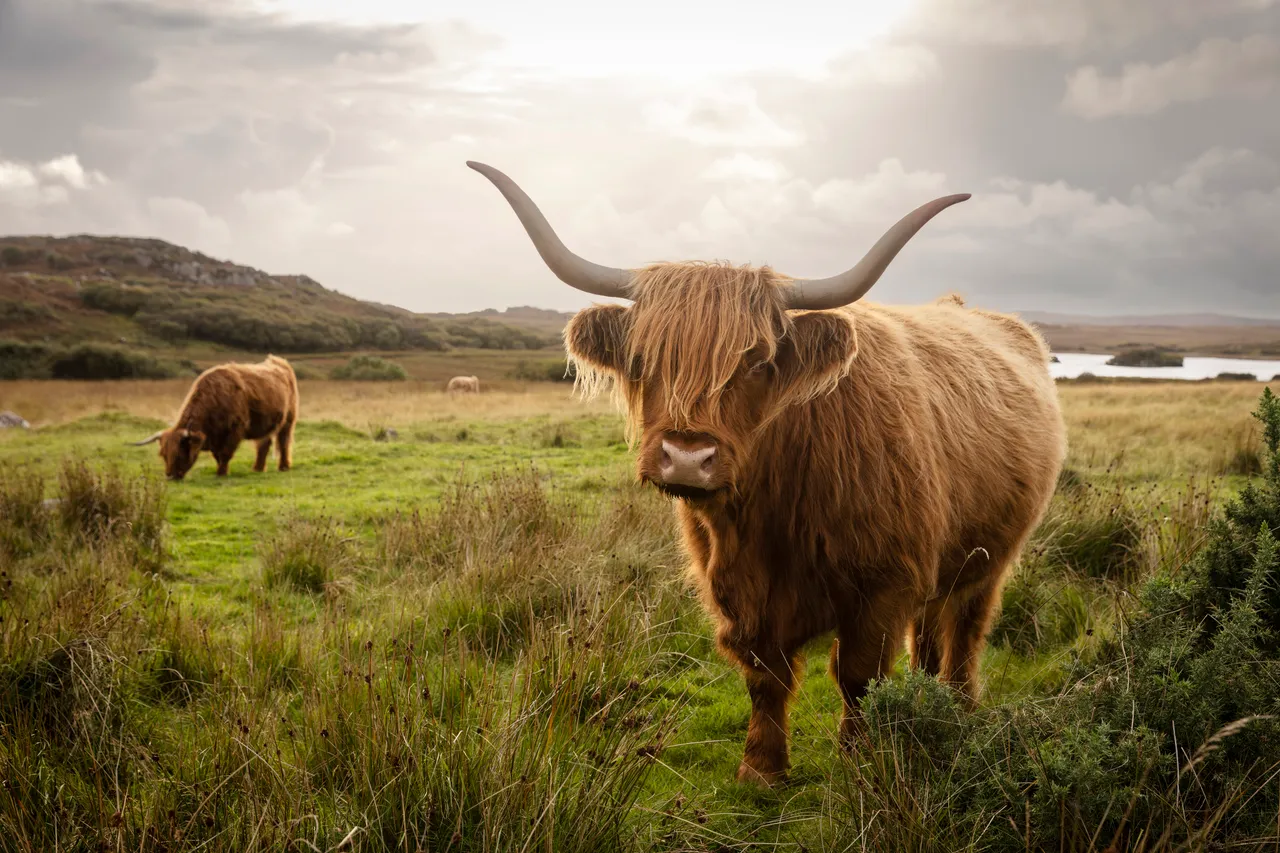Highland cattle