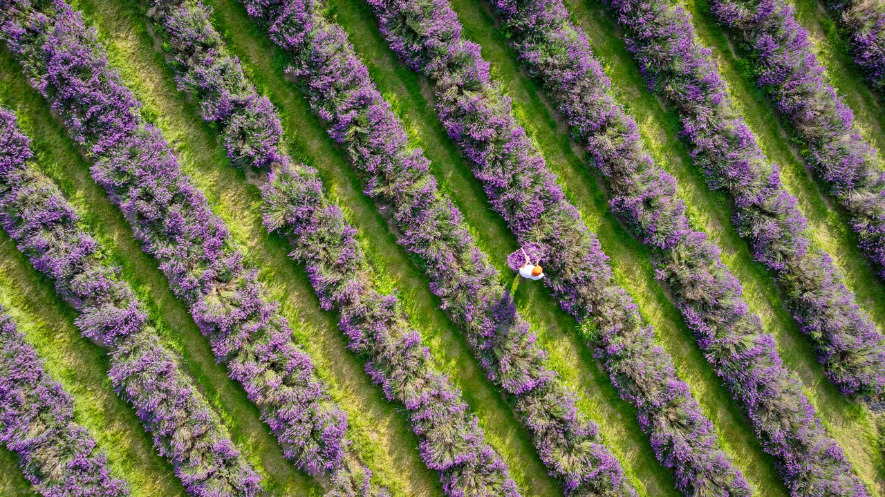 Scottish Lavender Oils