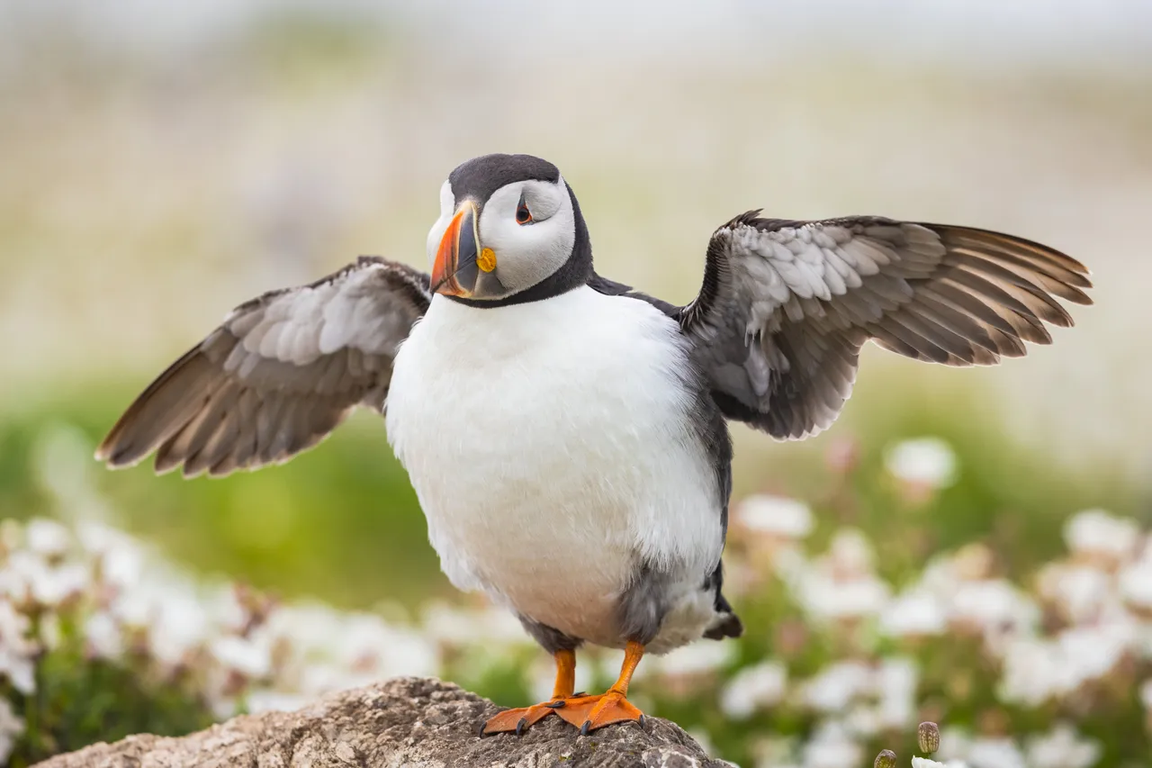 Boat trip to Skomer Island to see Puffins.