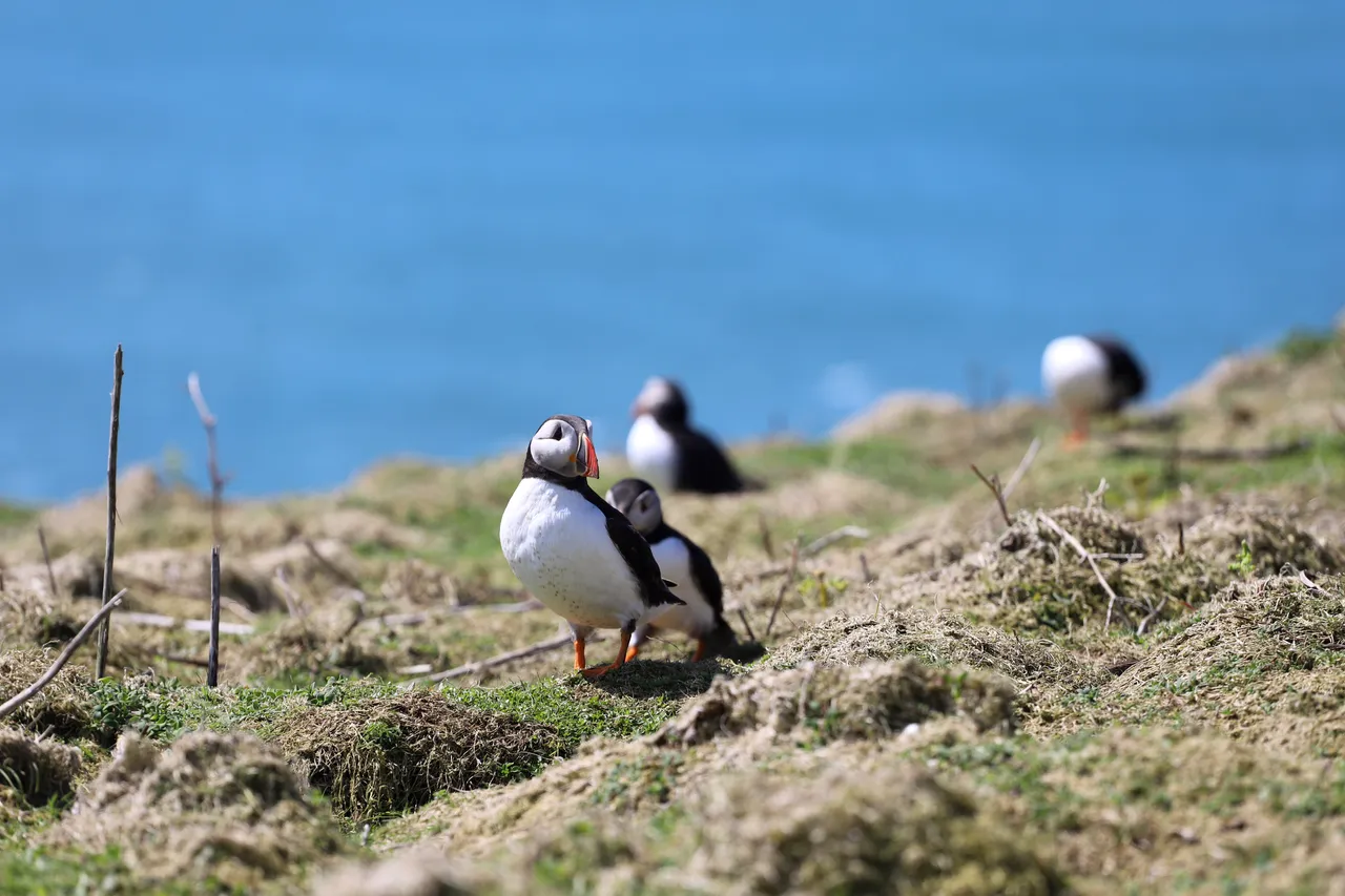 Puffins, Skomer Island, Pembrokeshire