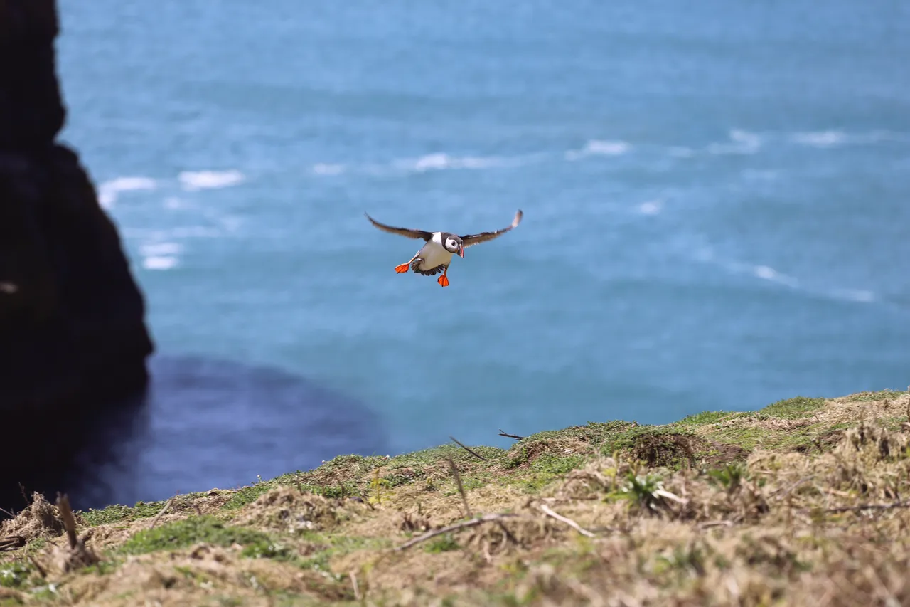 Puffins, Skomer Island, Pembrokeshire