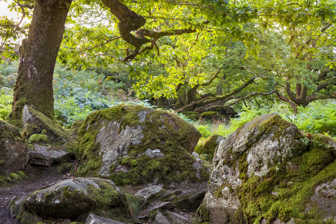 Rhaeadr Nantcol Waterfalls Woodland Walk