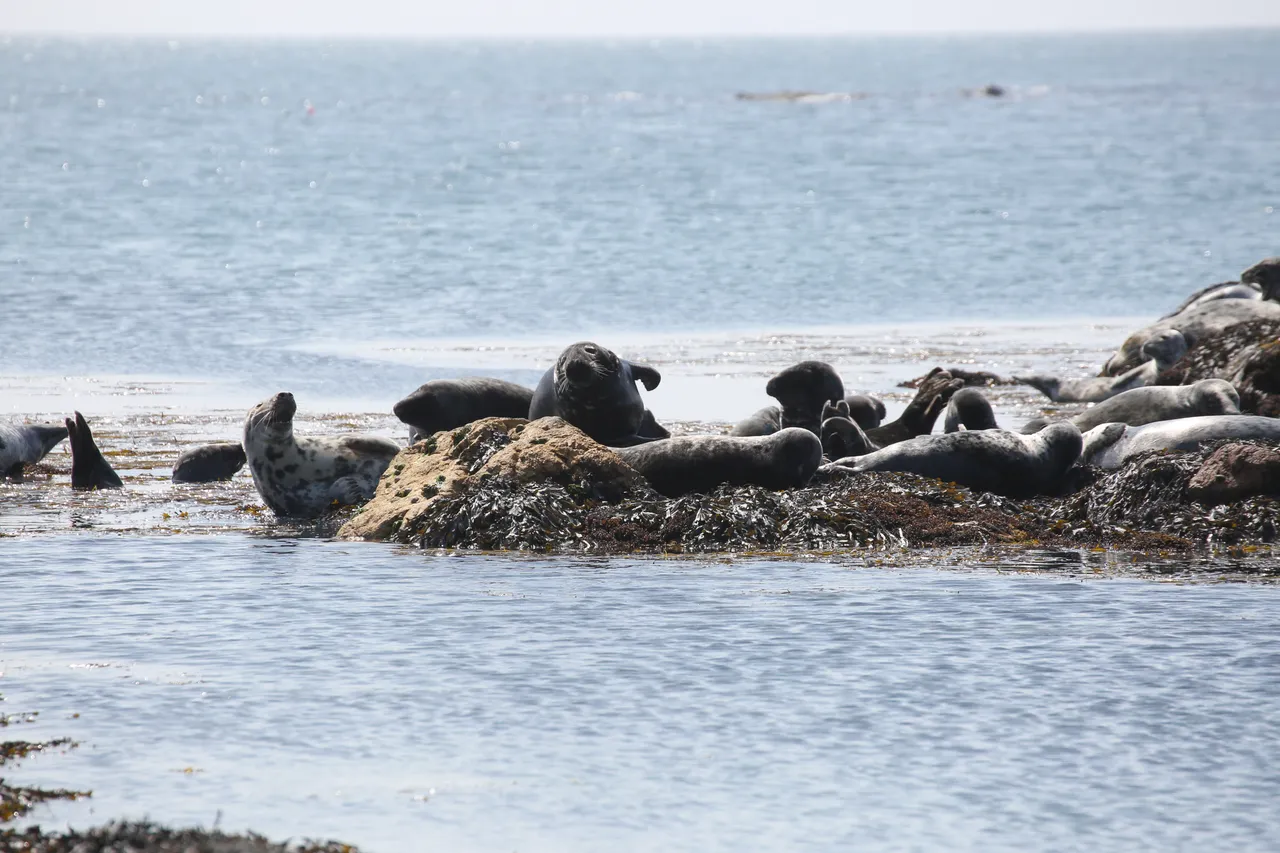 Bardsey Island, Gwynedd