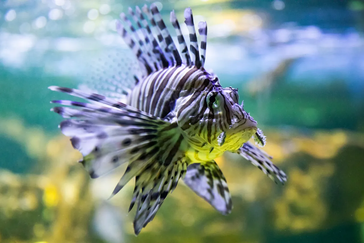 SeaQuarium, Rhyl